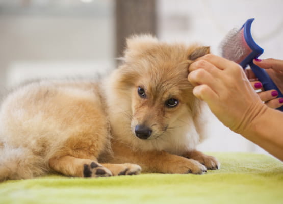 dog getting groomed